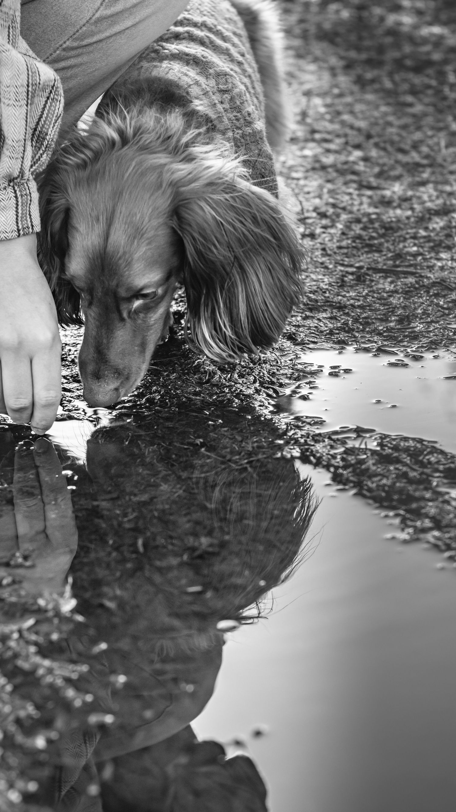 Dachshund dog drinking from a puddle with its reflection visible in black and white photo.
