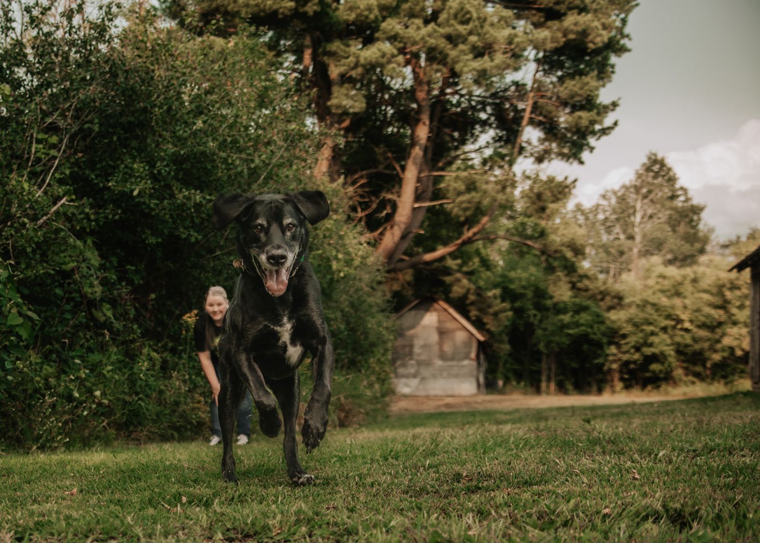 Large black dog running joyfully across green grass with a smiling woman and rustic cabin visible in background.