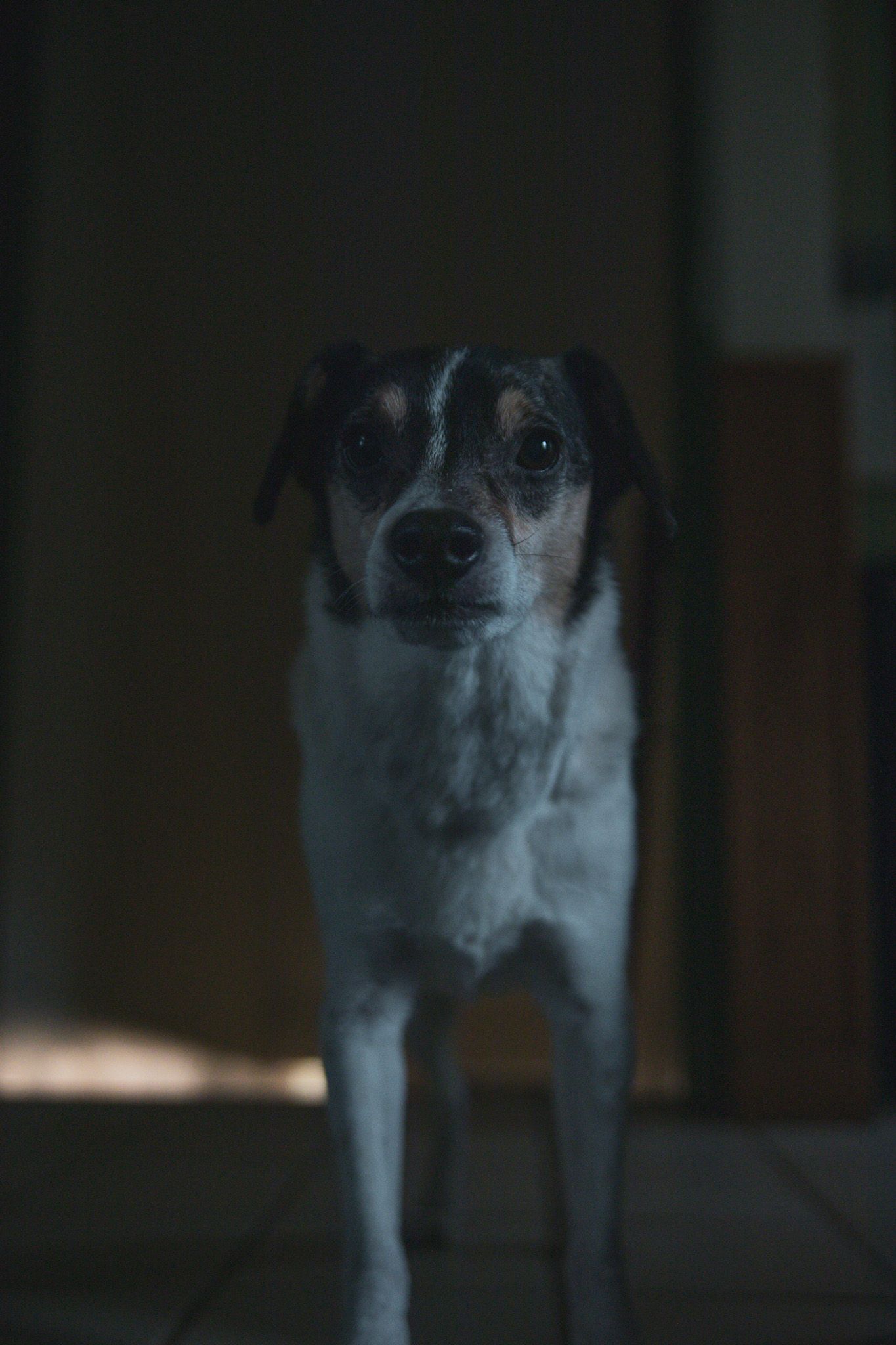 A small tricolor dog stands in a dimly lit room, looking directly at the camera with a calm expression.