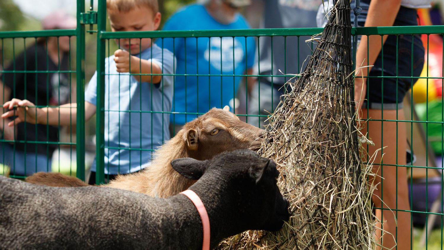 A miniature pony and sheep eating hay through a green metal fence at a petting zoo.
