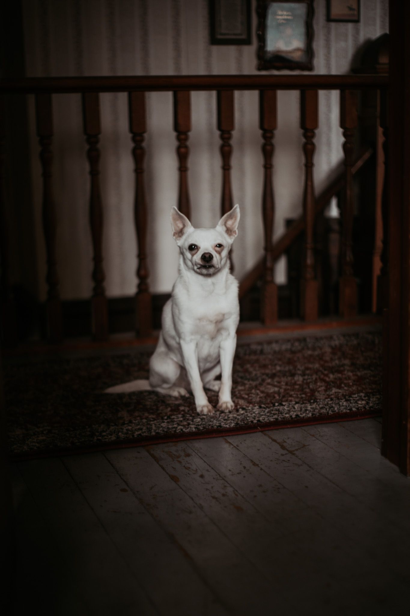 White Chihuahua sitting on a rug at the base of wooden stairs inside a dark vintage home.
