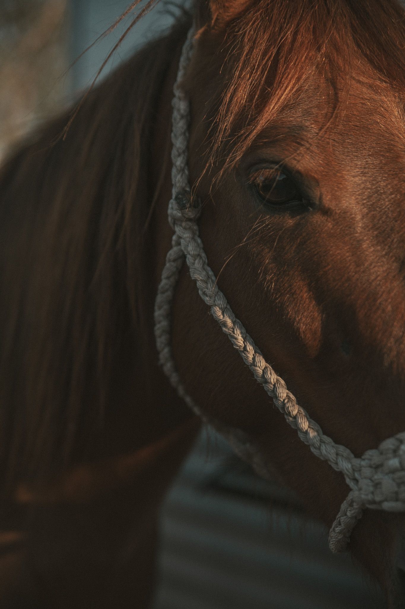 Close-up portrait of a chestnut horse wearing a white braided halter, with a dark moody background.