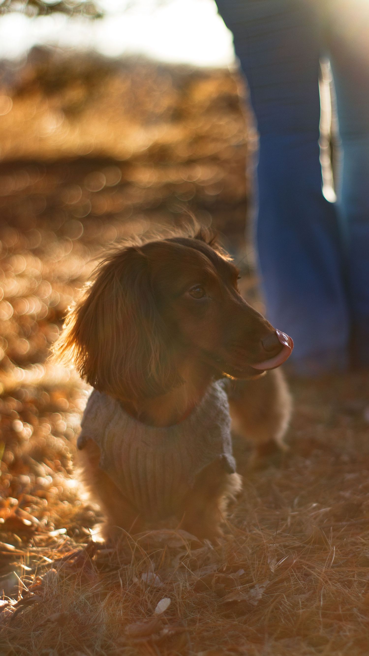 Adorable long-haired Dachshund puppy sitting outdoors in warm golden sunlight beside a person wearing blue jeans.