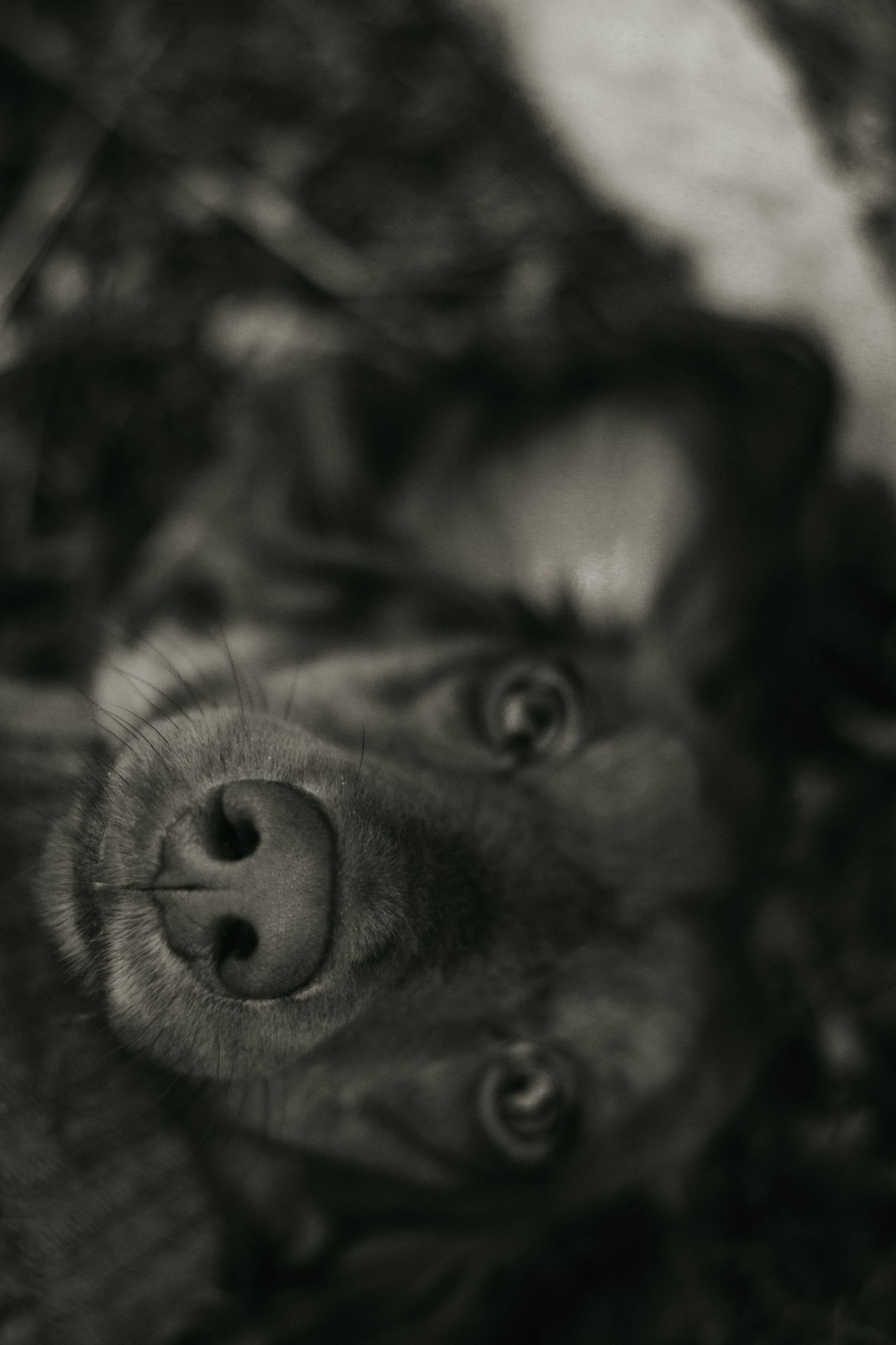Close-up black and white photo of a dog looking up at the camera with its nose in focus.