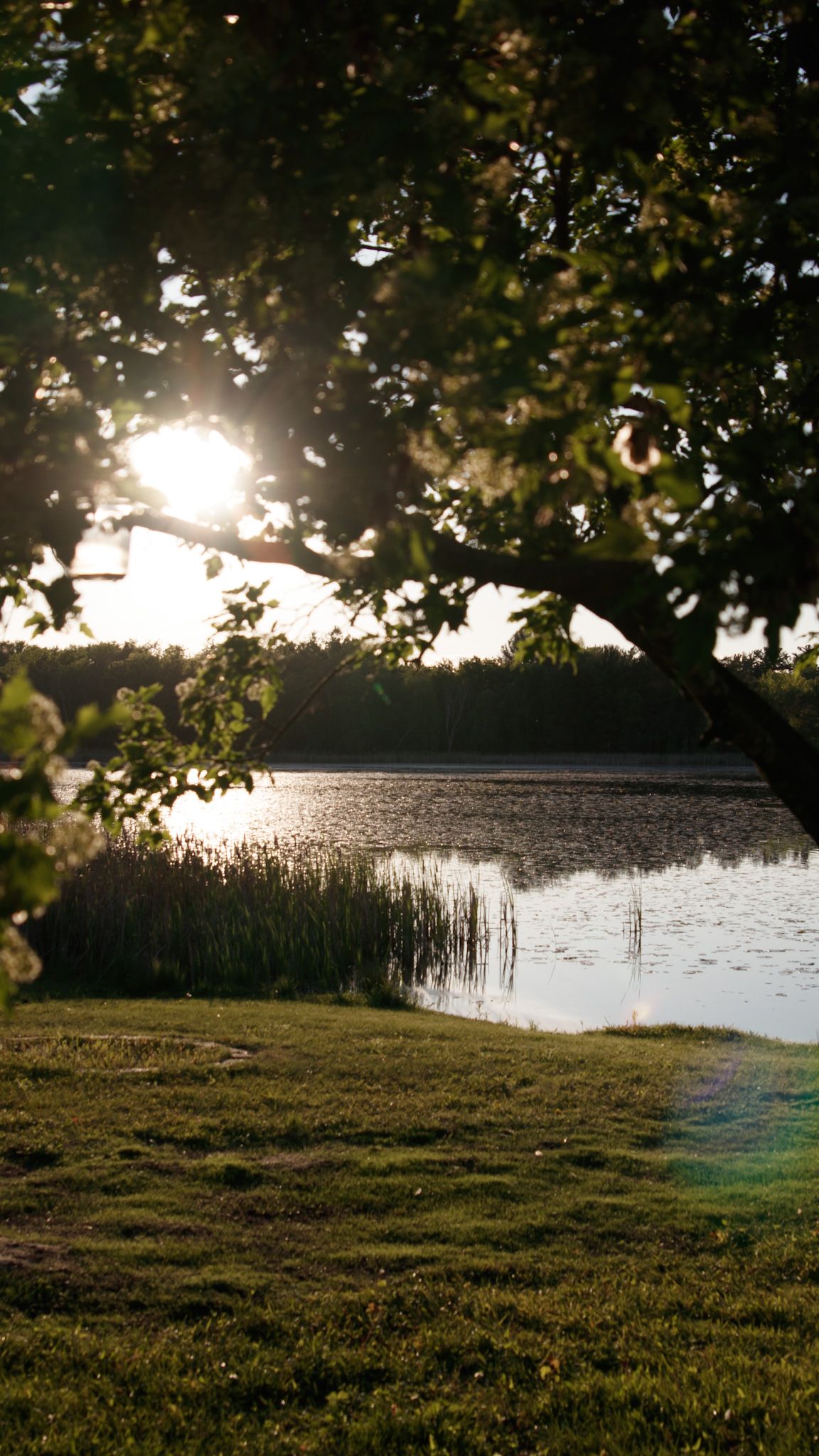 Sun peeks through tree branches over a tranquil lake at golden hour creating a peaceful nature scene.