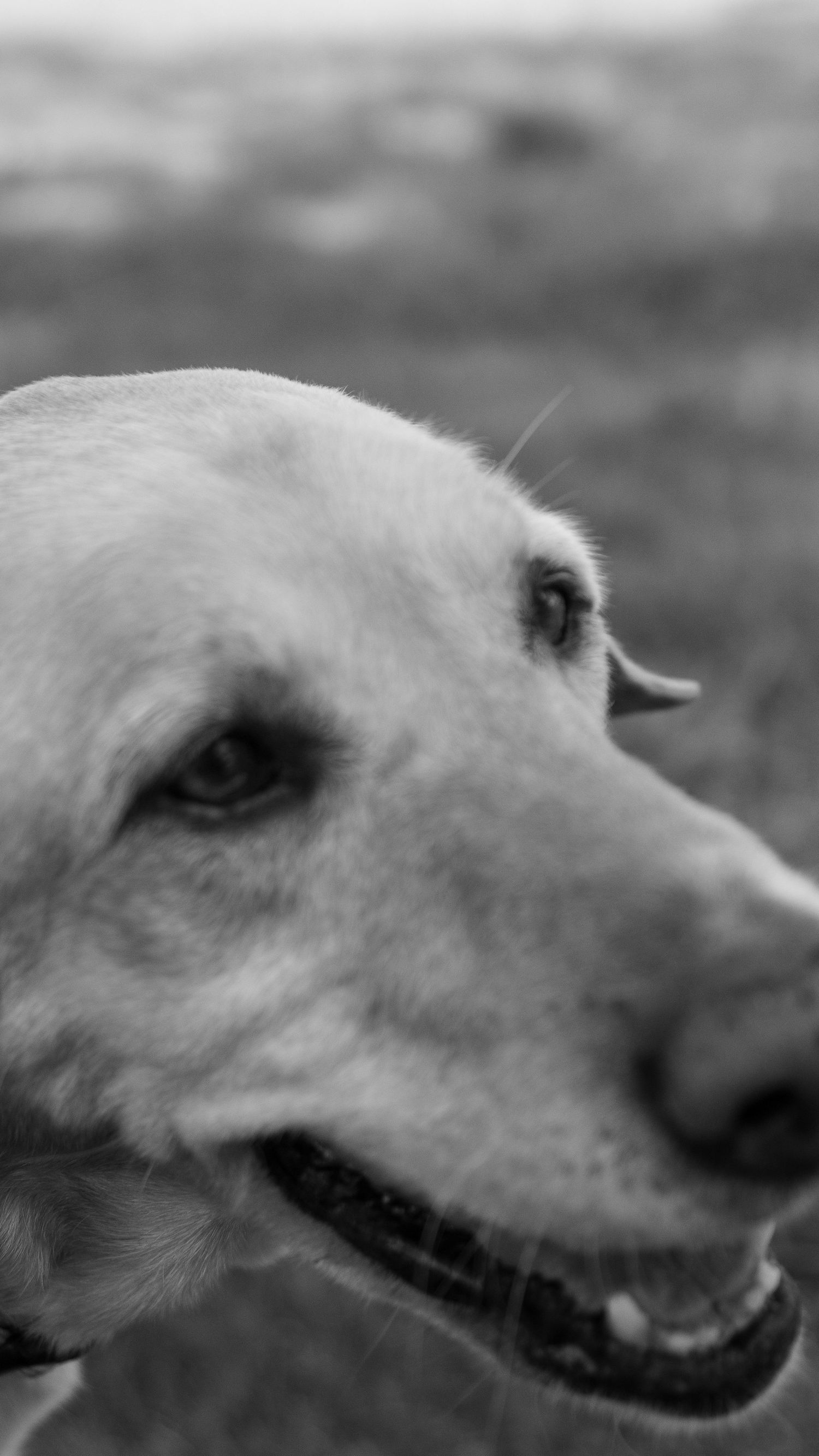 Close-up black and white portrait of a Labrador dog with a collar, looking sideways outdoors.