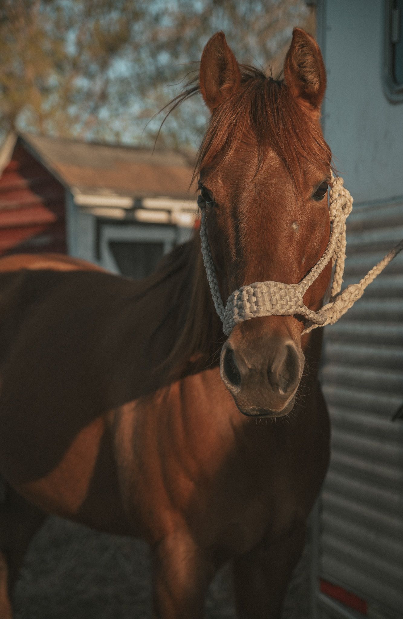 A chestnut brown horse wearing a white rope halter stands in a sunny farm setting with rustic buildings in the background.
