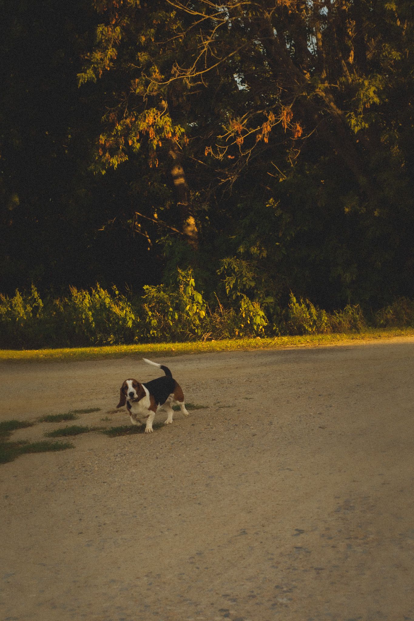 A small beagle dog trotting alone on a gravel path surrounded by autumn trees with golden and green foliage.
