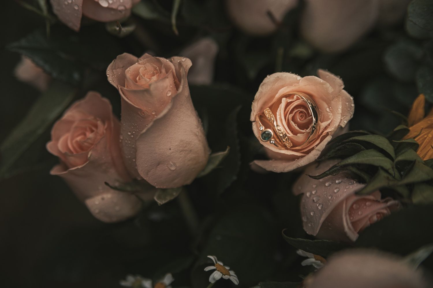 Delicate pink roses with water droplets on petals against a dark background create a romantic garden atmosphere.