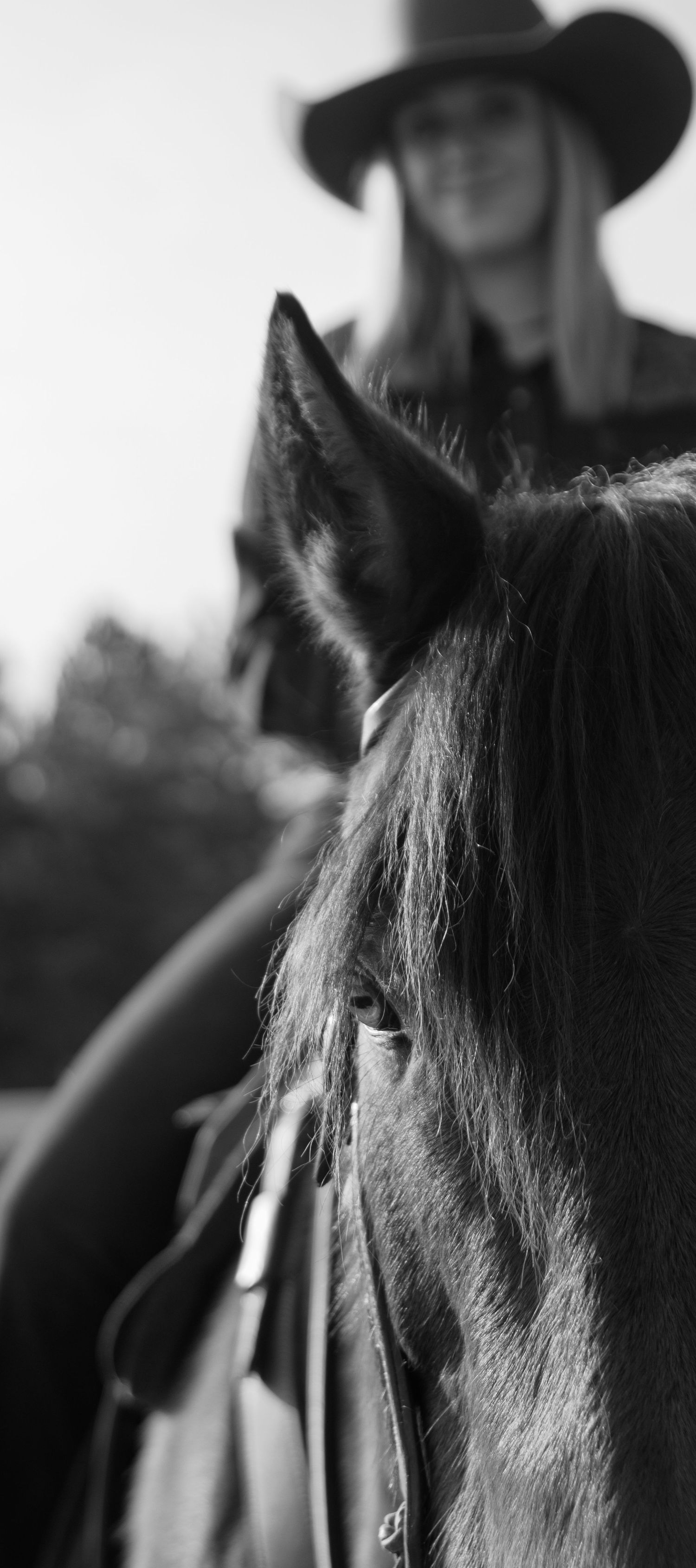 Close-up view of a horse's face and ears with a rider wearing a black cowboy hat visible in the background.