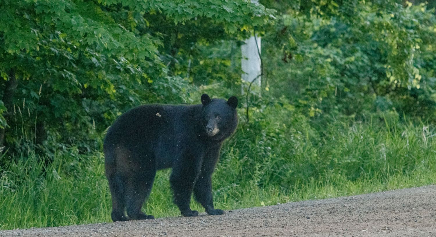Black bear ventures out of the lush green forest onto a gravel road in a series of tracking shots.
