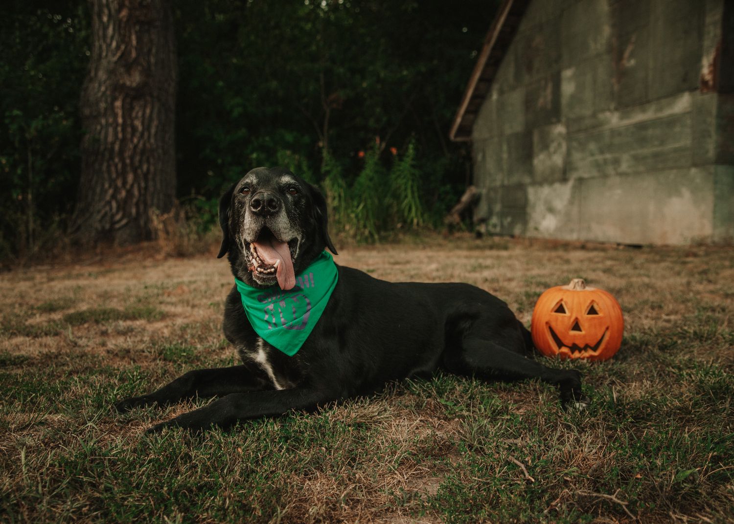 Black dog wearing a green bandana lying next to a Halloween jack-o-lantern outdoors.