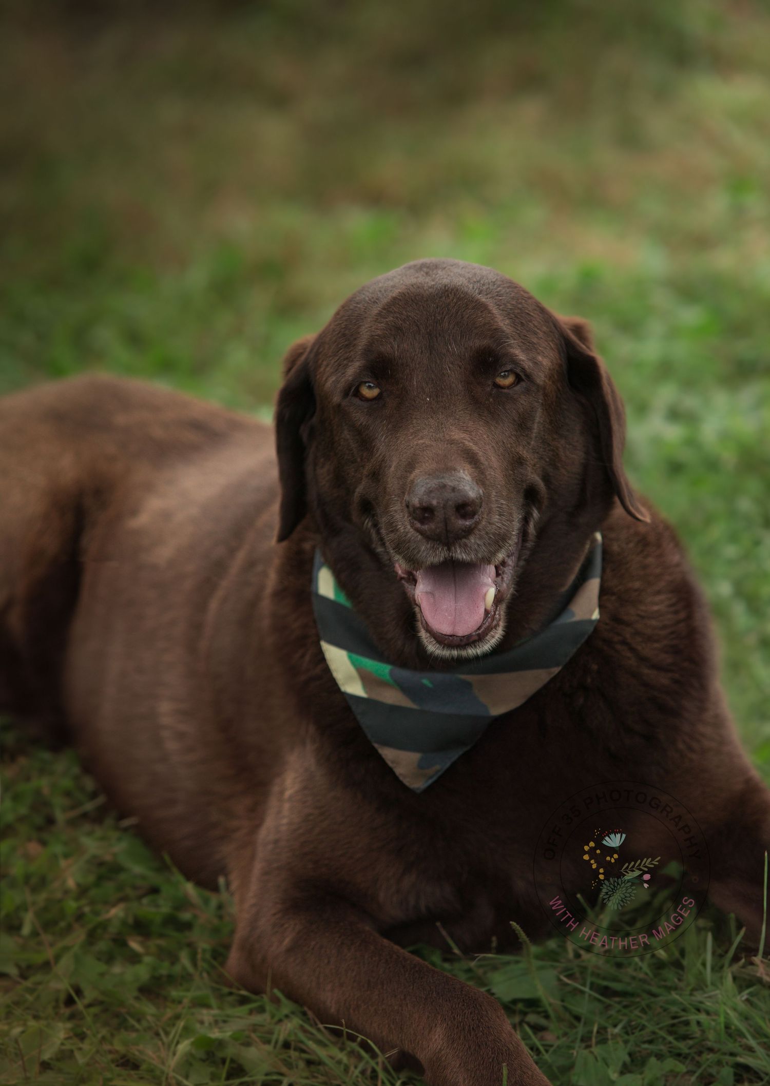 Happy chocolate Labrador with a blue collar lying in green grass with a playful expression.