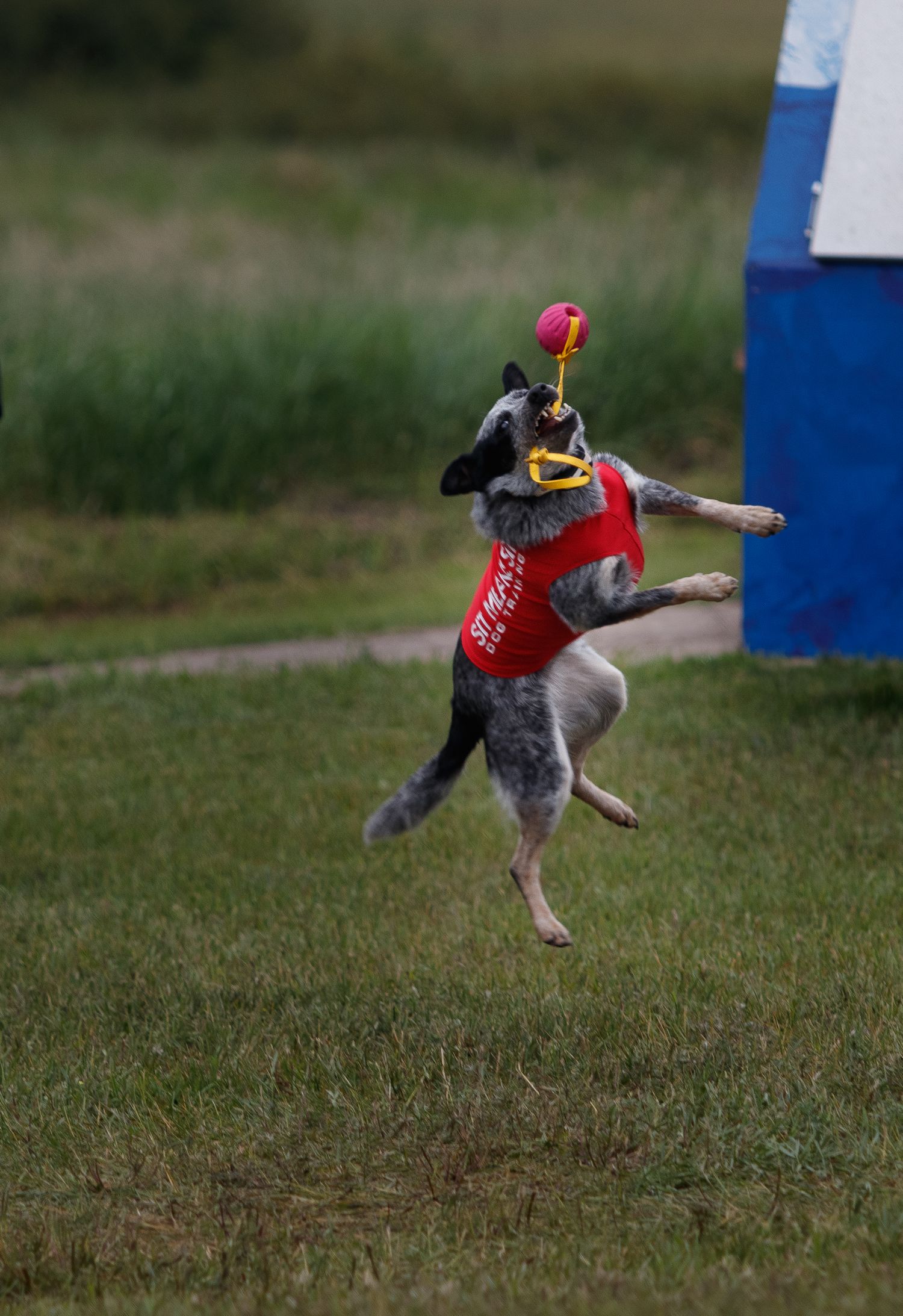 Athletic dog in red vest leaps high in the air to catch a frisbee during outdoor disc competition.
