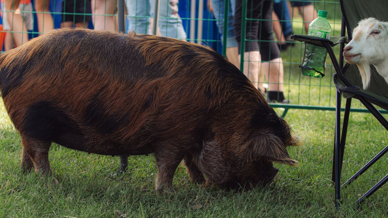 A large brown hairy pig grazing on green grass at an outdoor petting zoo event.