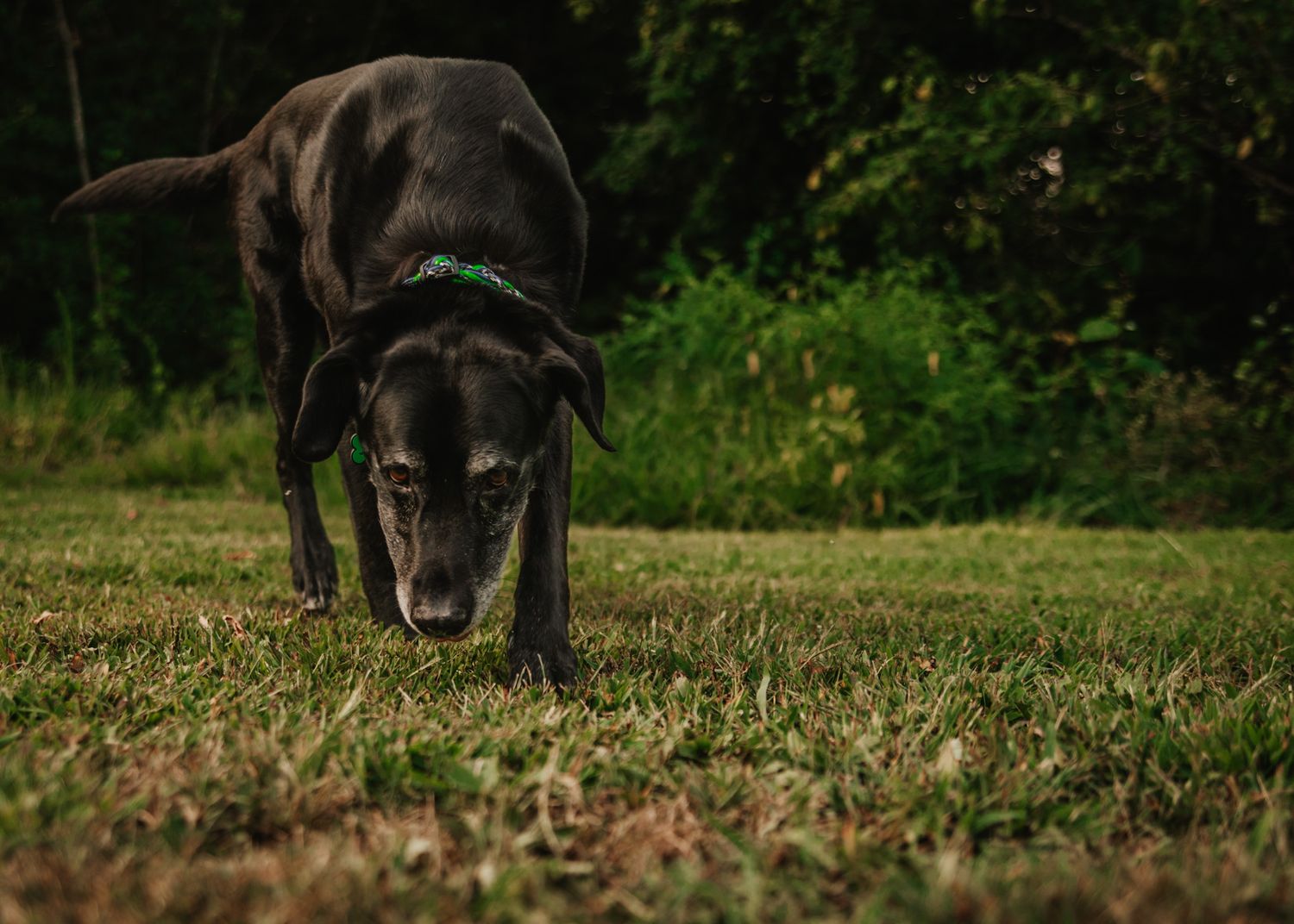 Black Labrador dog sniffing grass in a lush green yard, wearing a green collar.