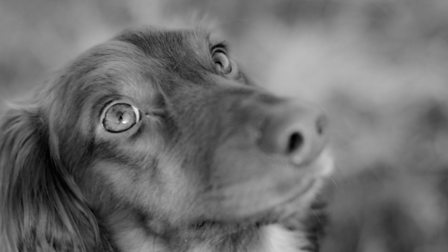 Black and white close-up portrait of a beautiful long-haired dog gazing upward with soulful eyes.