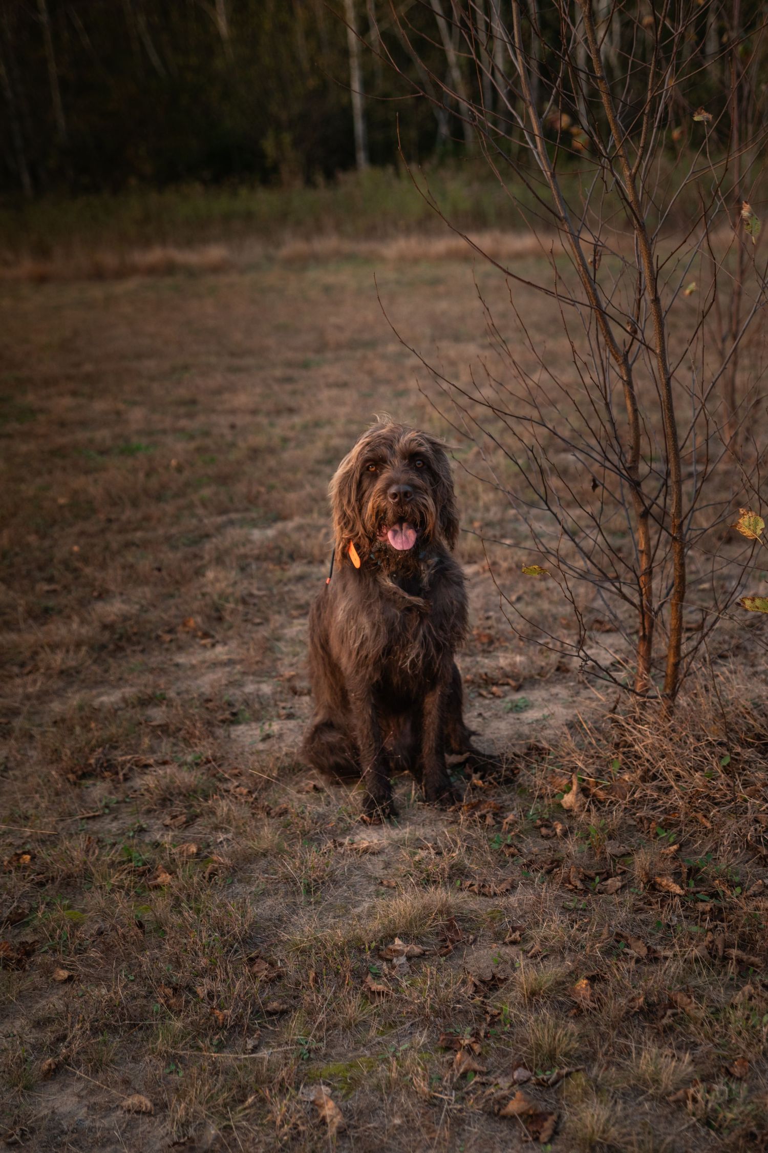 A brown Newfoundland dog sits in a natural outdoor setting surrounded by autumn foliage.