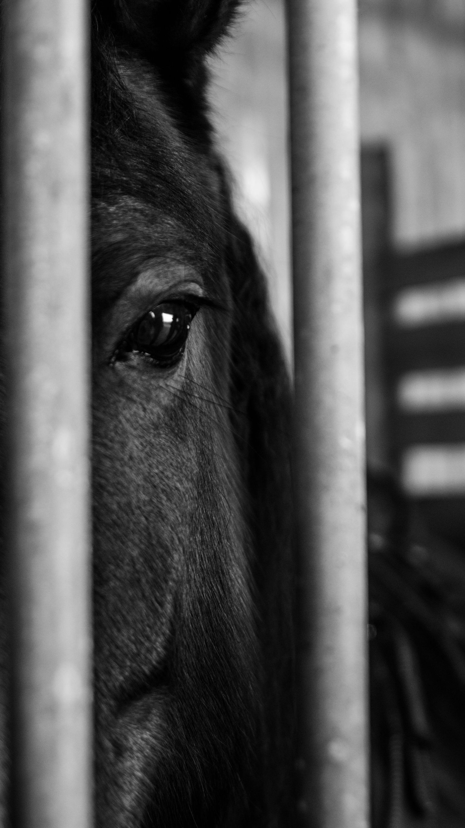 A close-up black and white photograph of a horse's eye seen through metal bars, showing deep emotion and captivity.