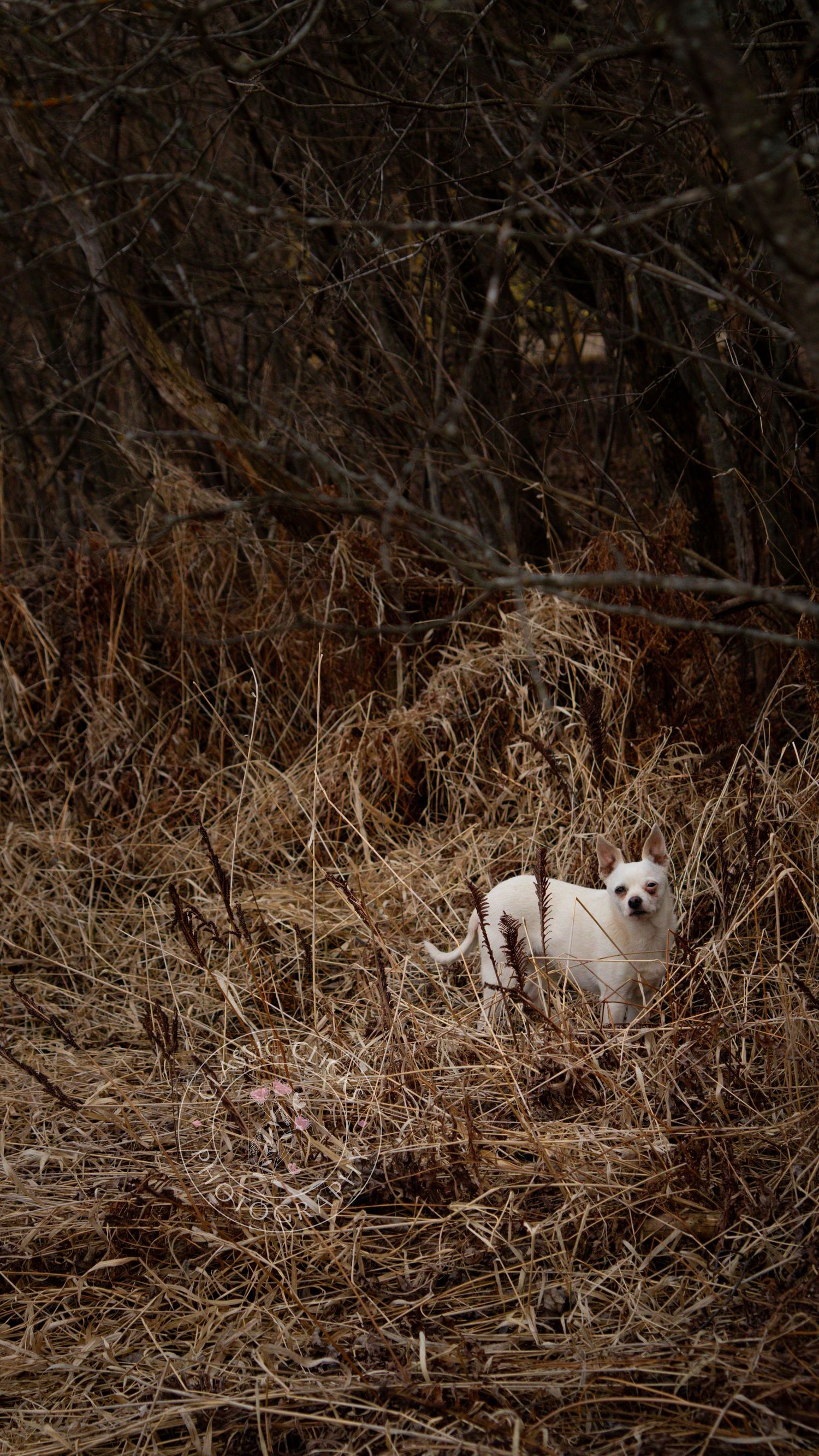 A white cat with alert ears crouches low in dry brown grass and brush beside bare tree branches.