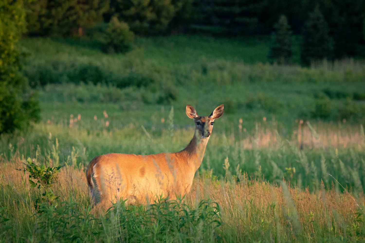 A group of deer stand alert in golden evening light while grazing in a lush green meadow.