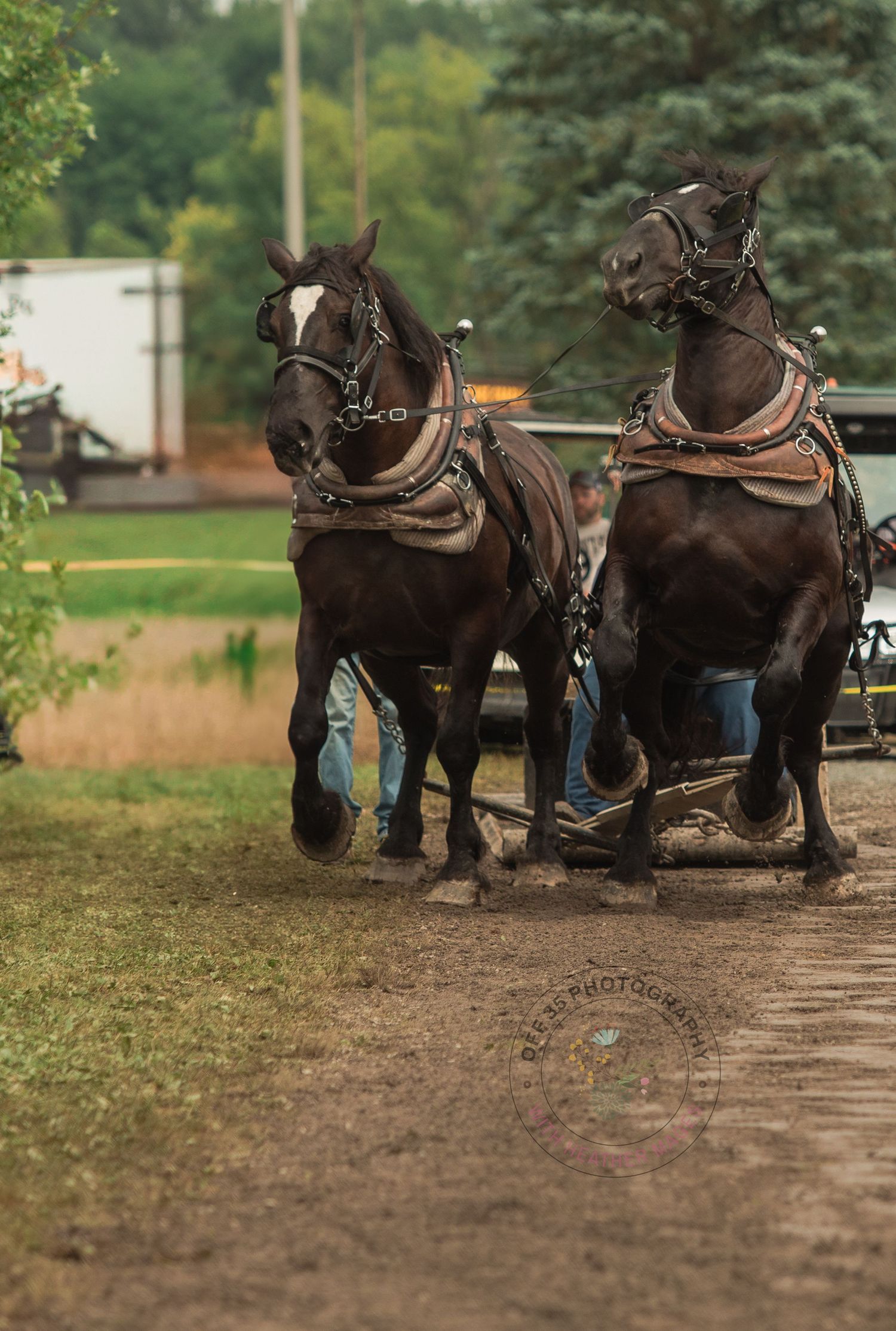 Two harnessed draft horses in traditional pulling gear on a dirt path.