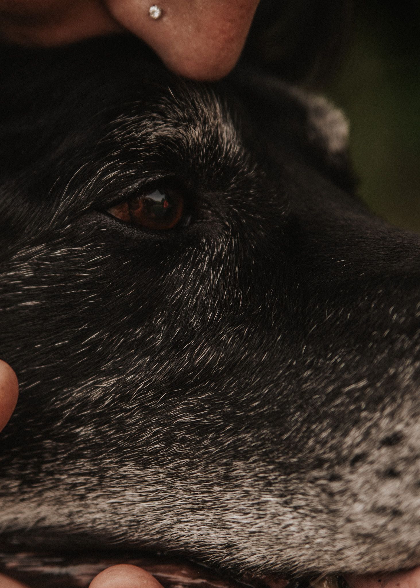 Extreme close-up of a black dog's eye and fur with a hand gently petting its head.