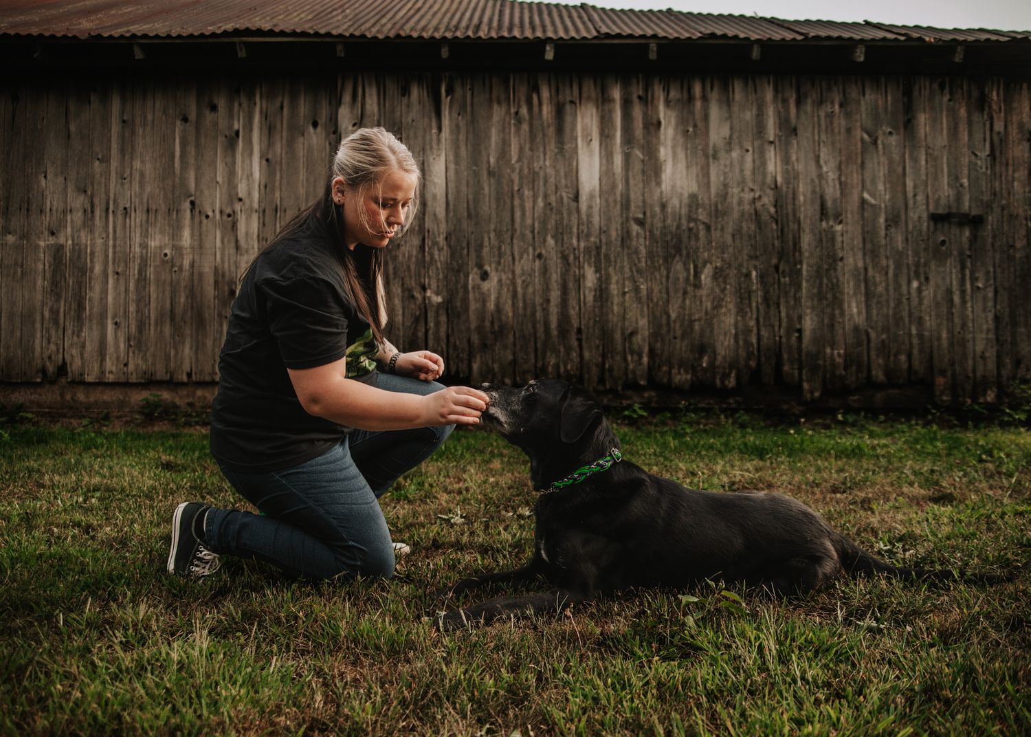 Woman kneeling on grass training a black Labrador dog outdoors near a rustic wooden barn.