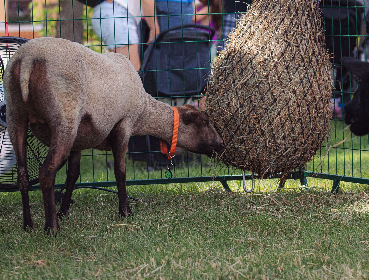 A brown sheep wearing an orange collar eats hay from a net feeder inside a green metal pen on grass.