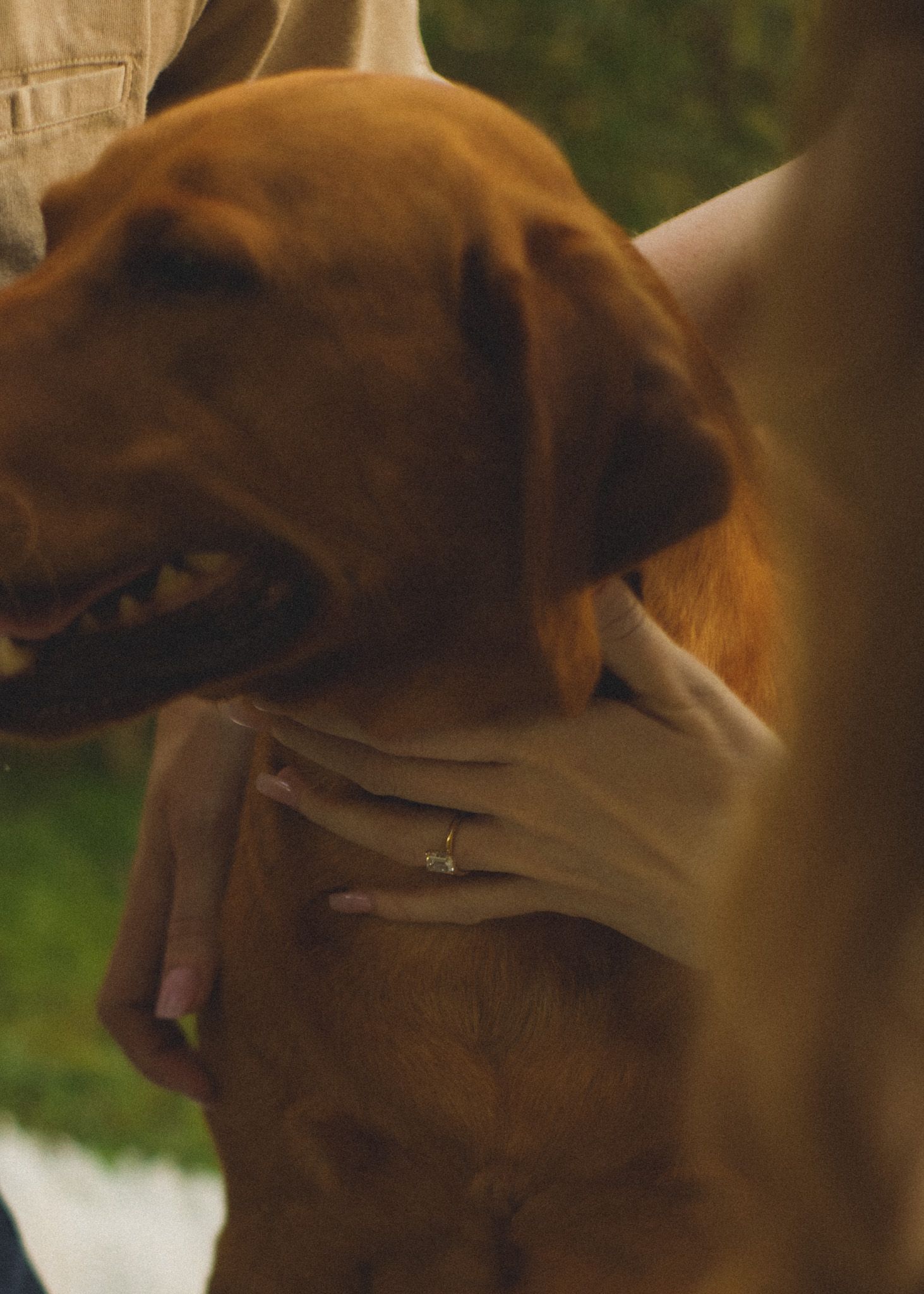 Close-up of a woman's hand with an engagement ring gently hugging a golden Labrador Retriever.