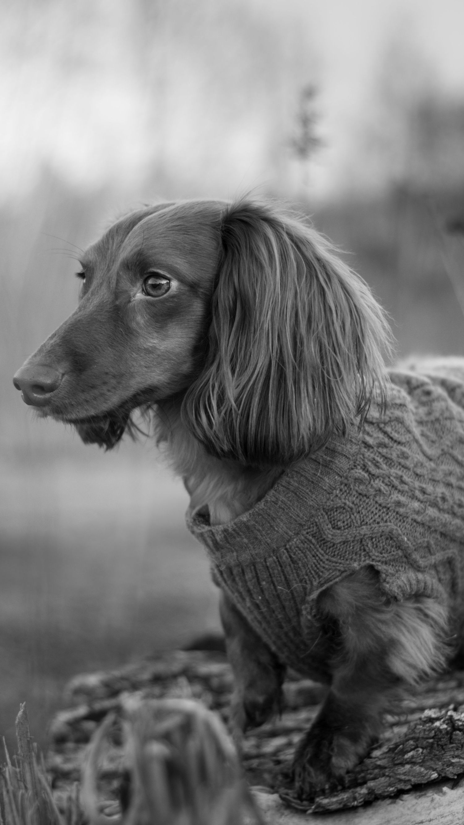 A long-haired Dachshund wearing a knit sweater sits outdoors in a black and white portrait photo.