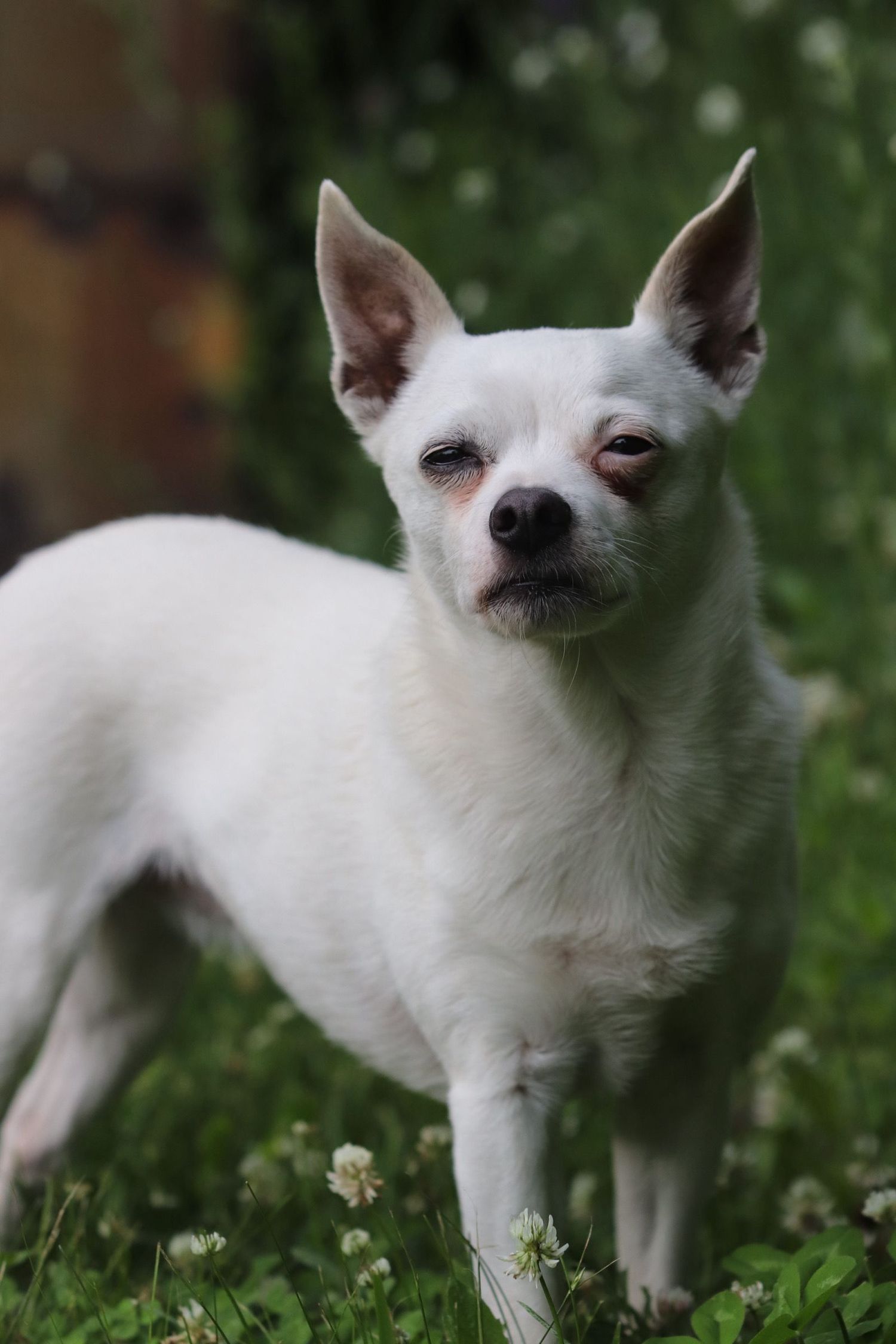 A white Chihuahua dog stands alert in green grass with pointed ears and focused expression.