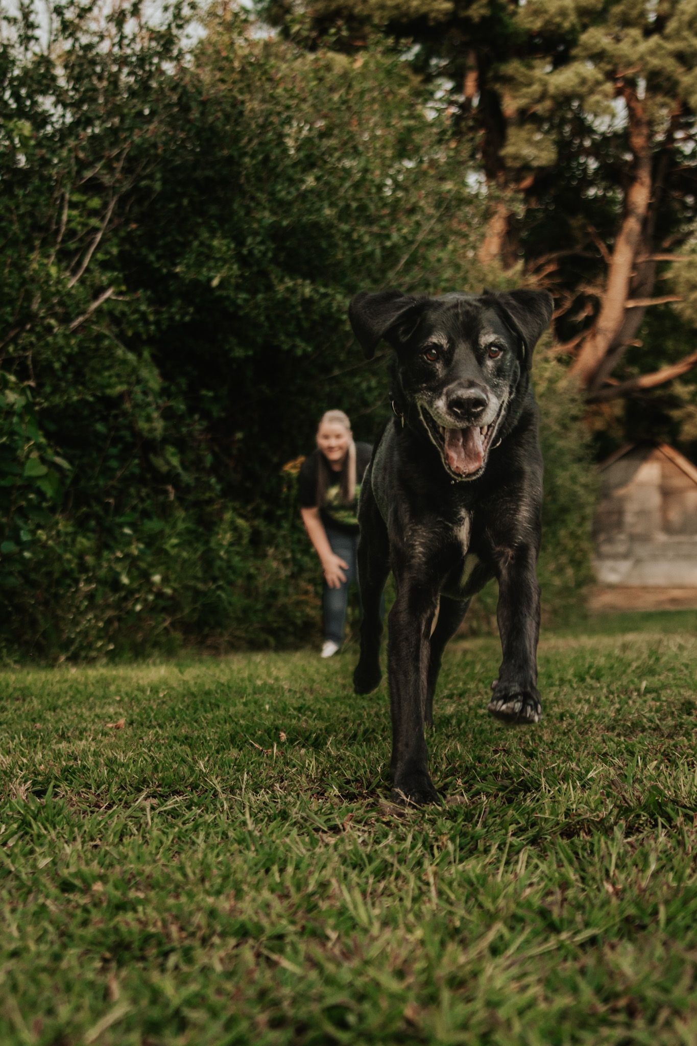 A black dog runs happily across green grass toward the camera with a smiling girl in the background.