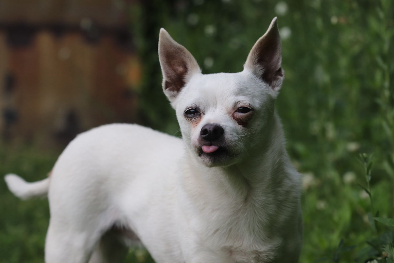 White Chihuahua dog with pointed ears stands alert in grassy outdoor setting, giving a slight wink to the camera.