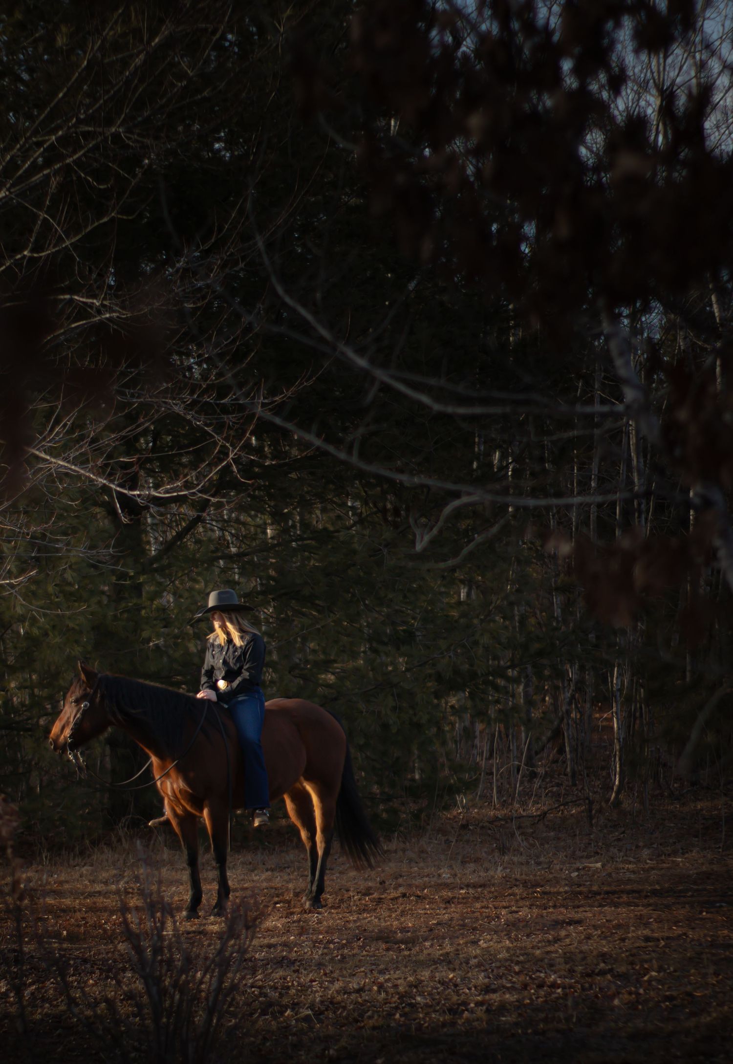 Silhouette of a horse and rider in a dark forest setting during golden hour.