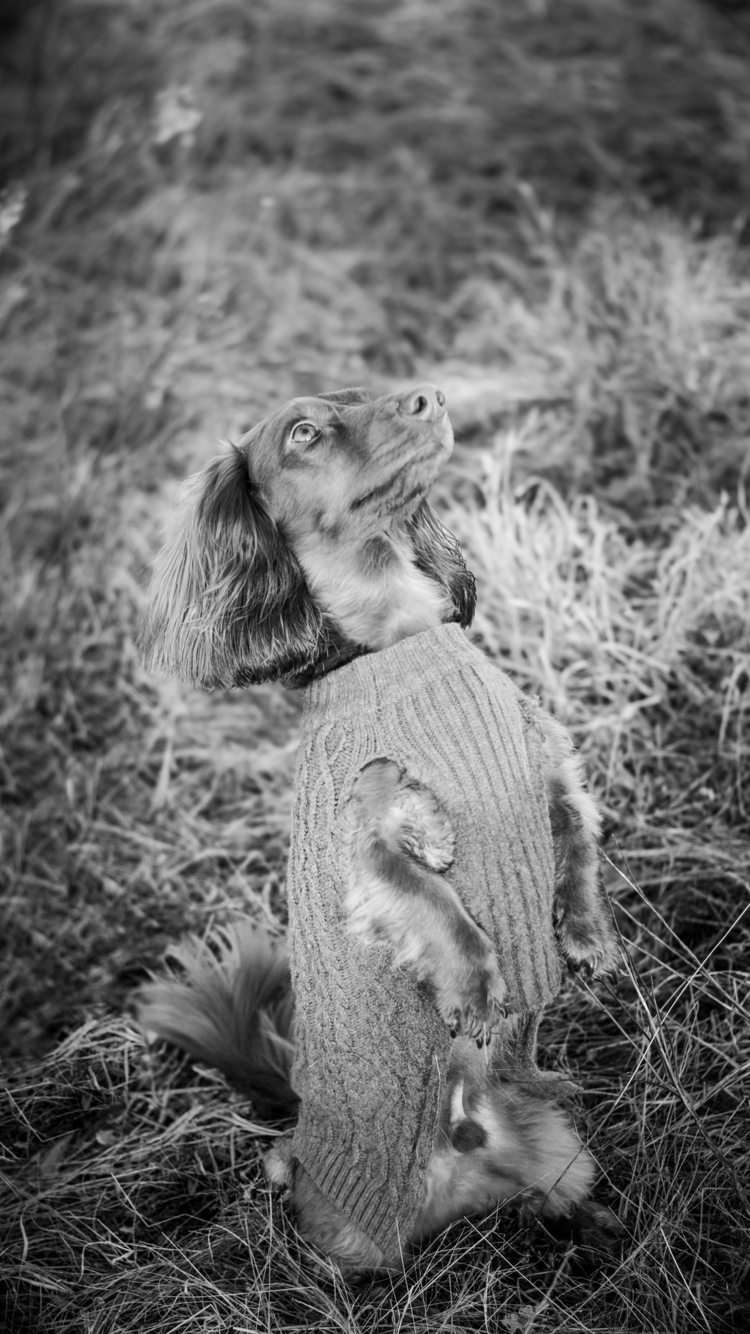 A cocker spaniel wearing a knit sweater sits in a grassy field, looking up in a black and white photo.