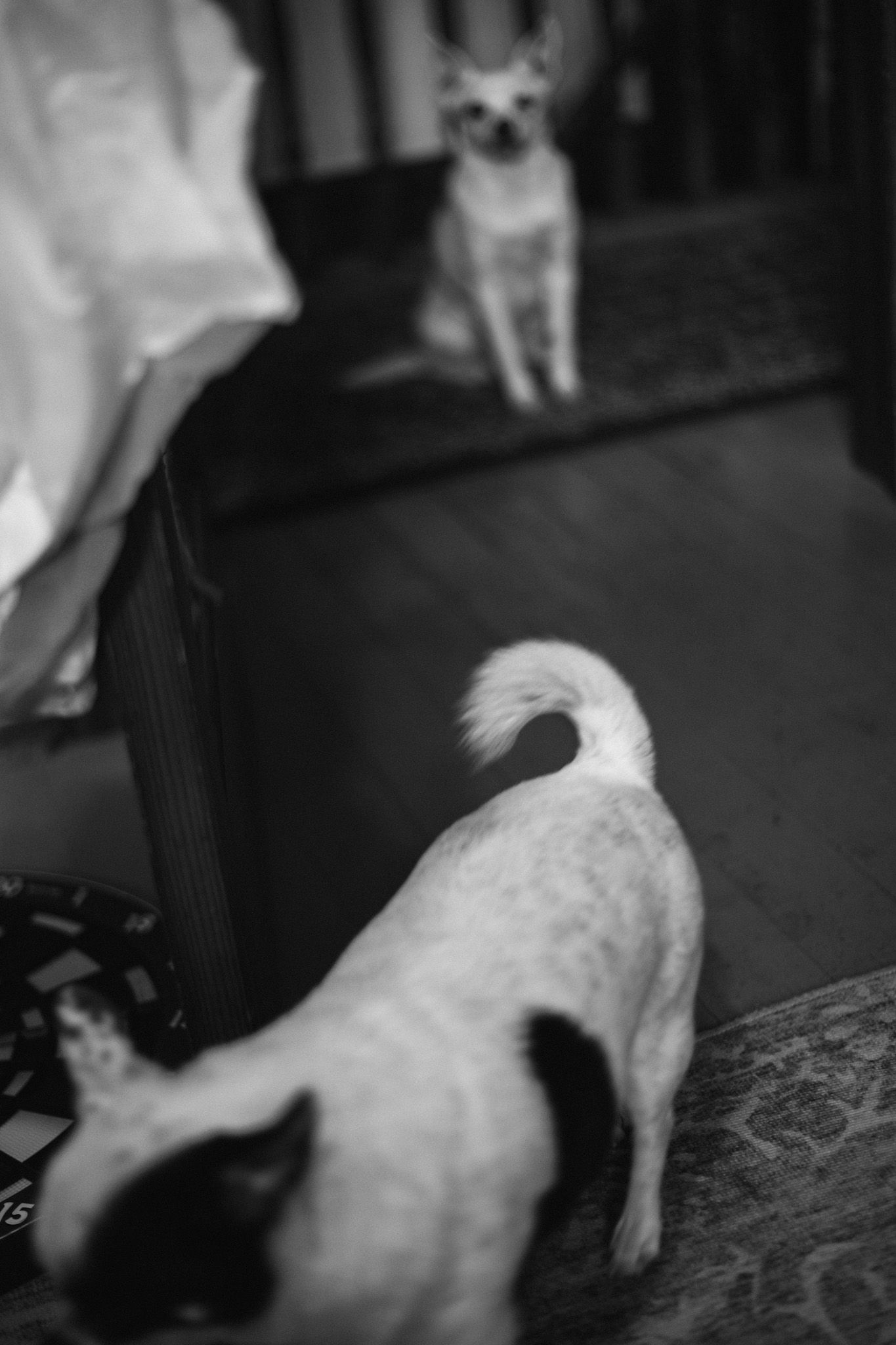 Black and white photo of two small dogs facing each other indoors on a patterned floor.