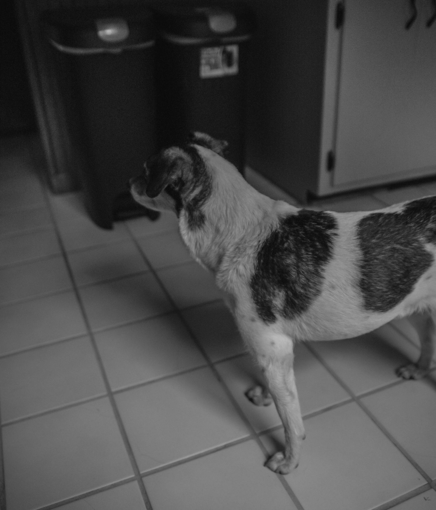 Black and white photo of a spotted dog standing on tiled kitchen floor near trash cans.
