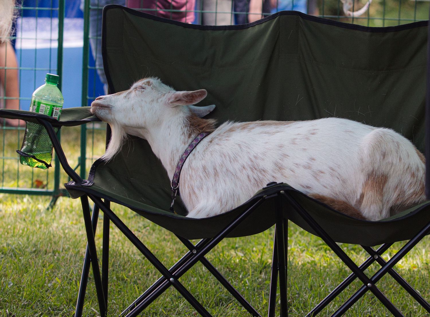 A white and brown goat lounging on a black folding camp chair outdoors, yawning with mouth wide open.