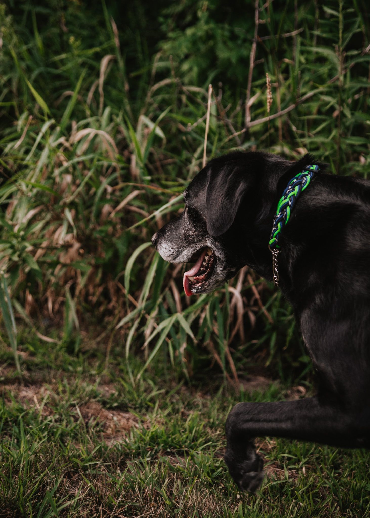 A black dog with a green and blue collar sits in grass, mouth open, with lush green plants in the background.