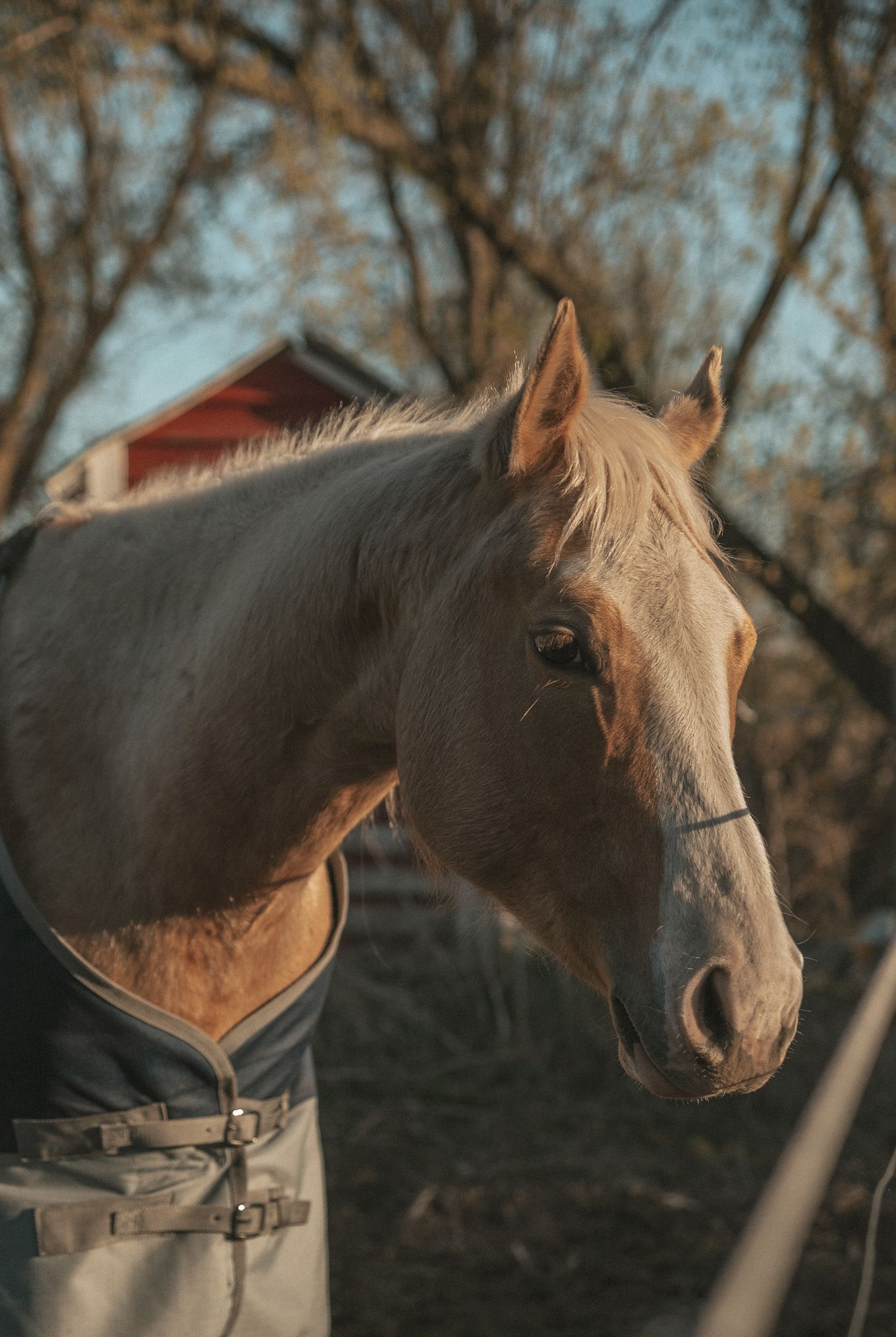A close-up portrait of a pale chestnut horse wearing a blanket, standing outdoors near bare trees and a red barn.