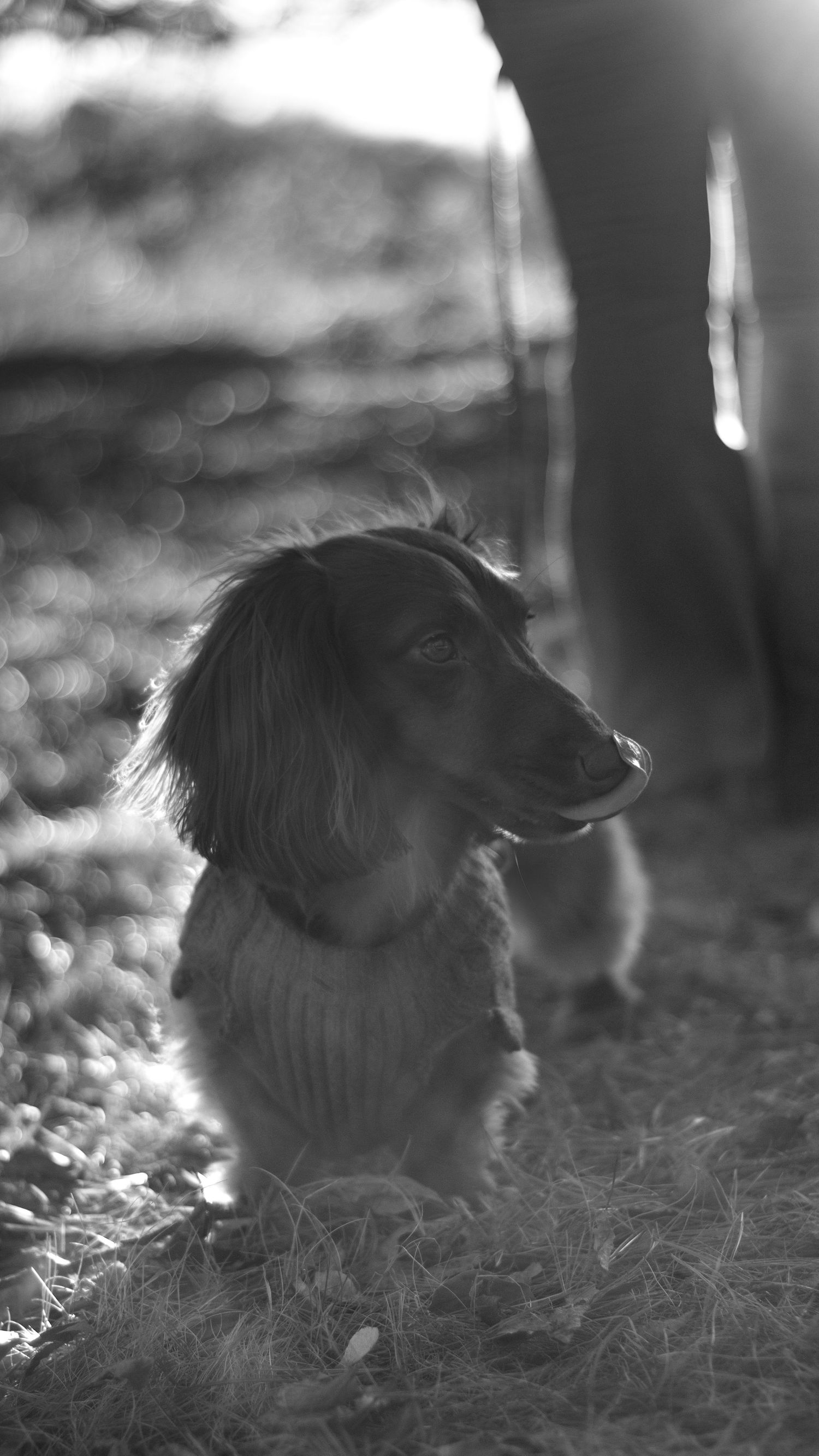 A long-haired dachshund sits attentively on grass in a black and white photo with soft bokeh background lighting.