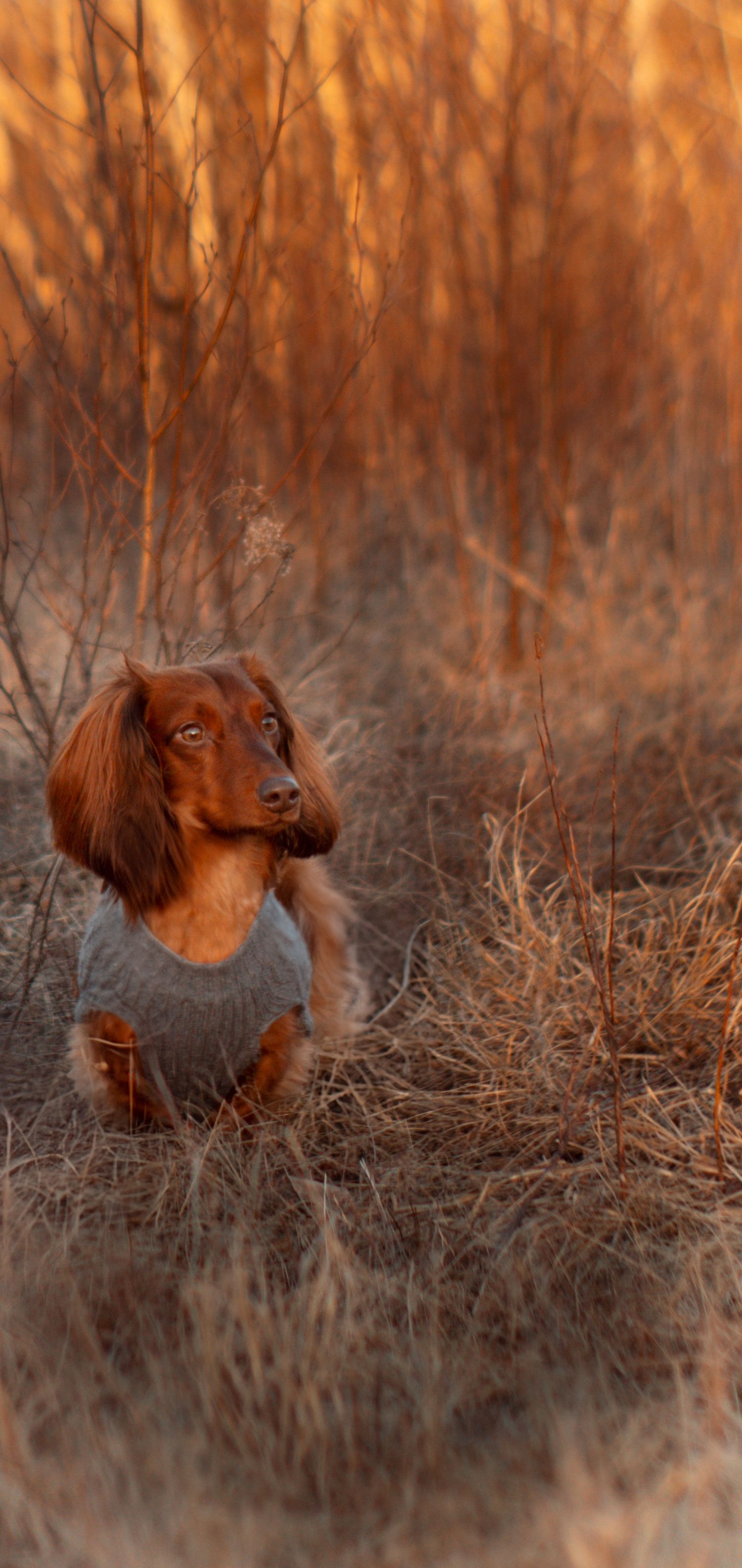 An Irish Setter dog moving through autumn brush at sunset creating a warm golden scene.