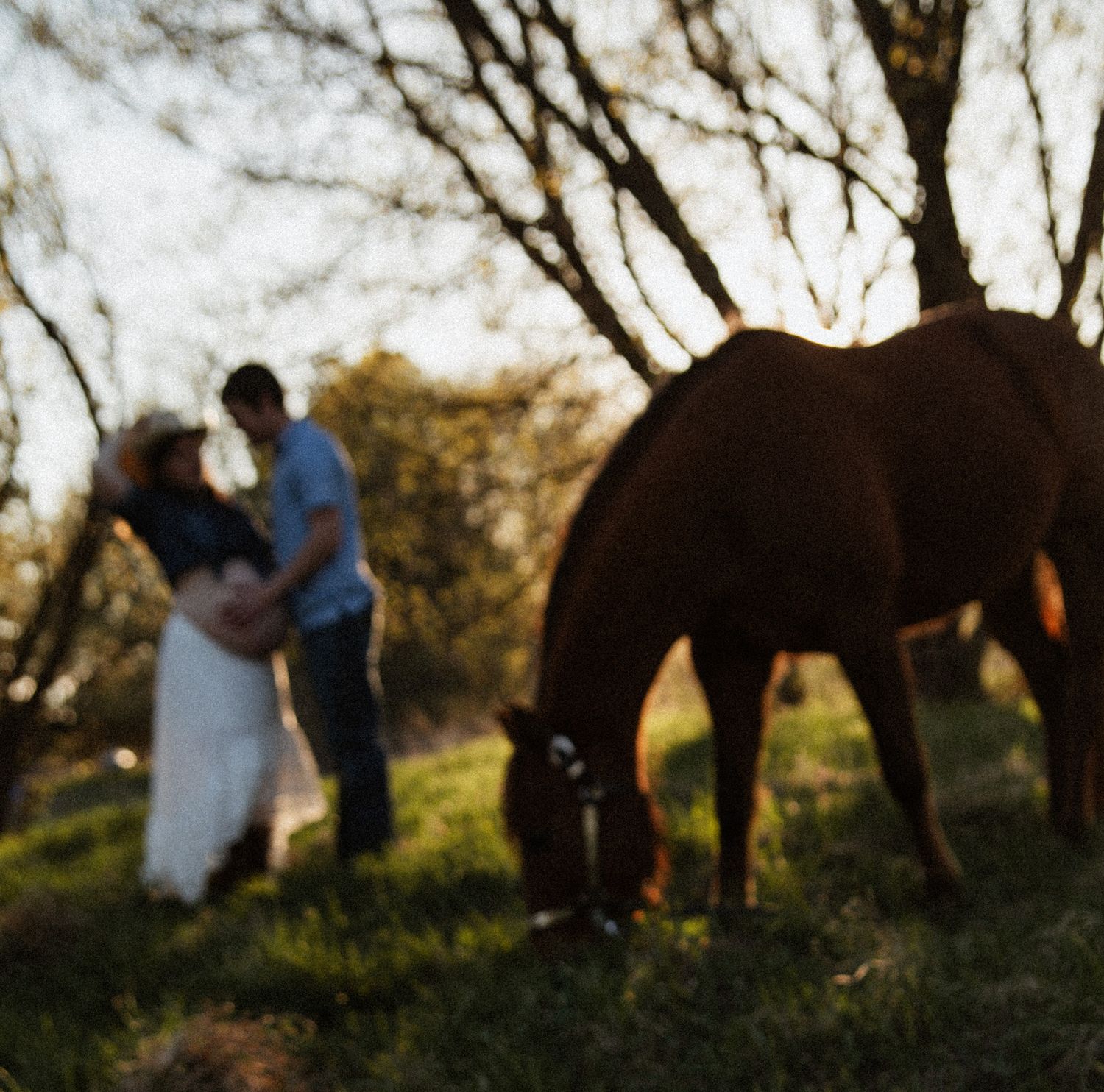 Couple embracing during maternity photoshoot with chestnut horse grazing in sunlit field with bare trees.