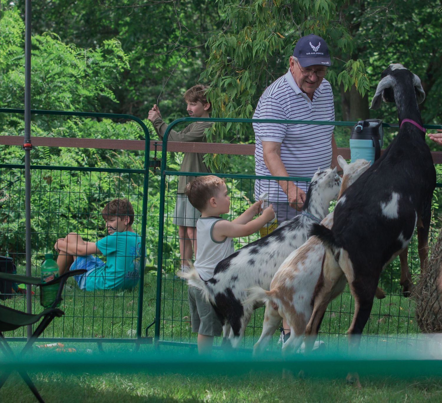 Dogs and their handlers participating in an agility demonstration in a fenced green area.