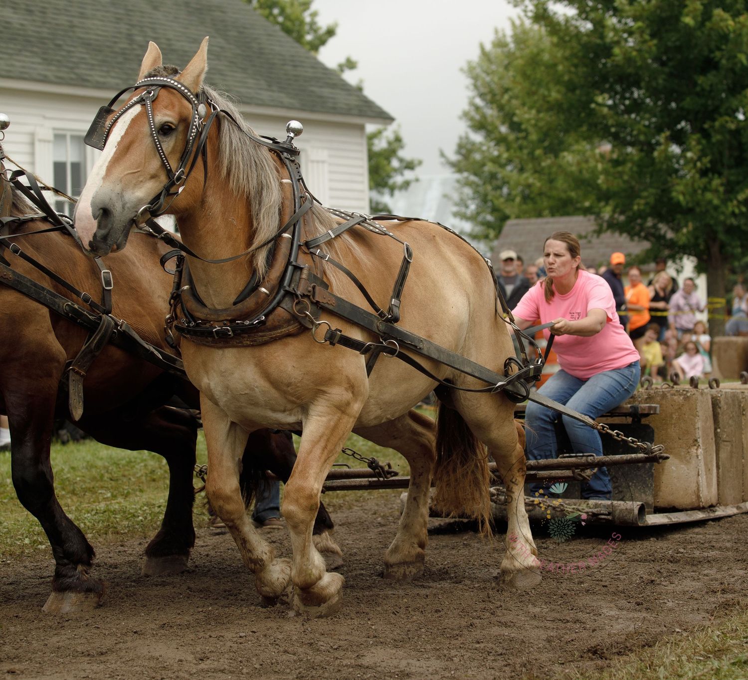 Sequence of brown draft horses competing in a pulling competition at a county fair showing power and strength.