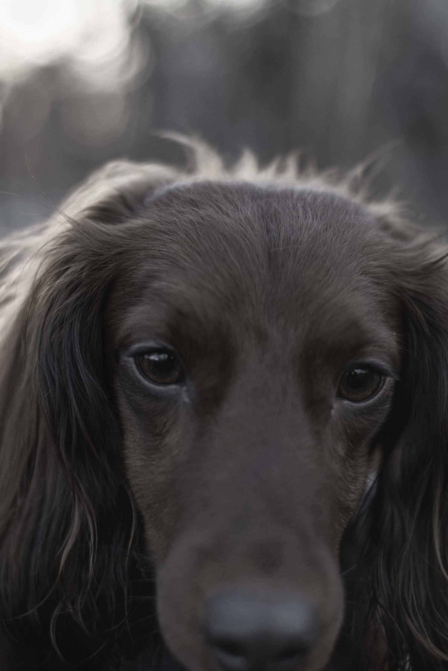 Close-up black and white portrait of a dark-coated Spaniel dog with soulful eyes and long silky fur.