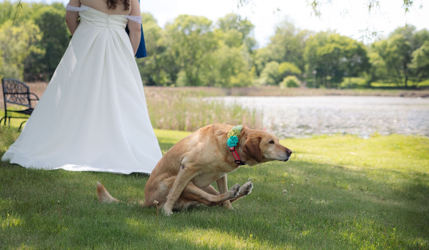 Golden retriever dog wearing teal bow tie sitting on grass beside bride in white wedding gown near pond.