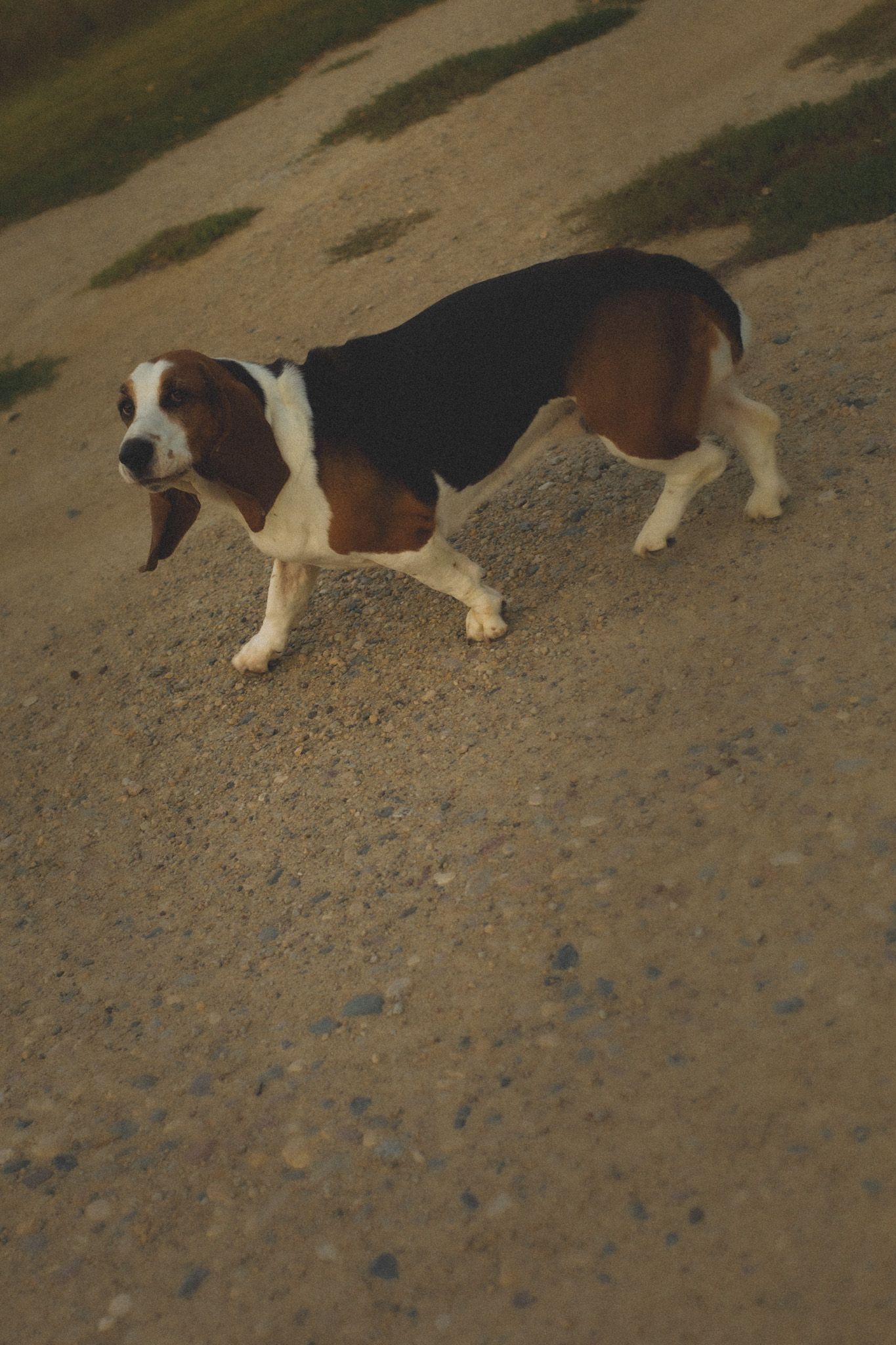 A tricolor Basset Hound with long ears walks on a gravel path outdoors in natural light.