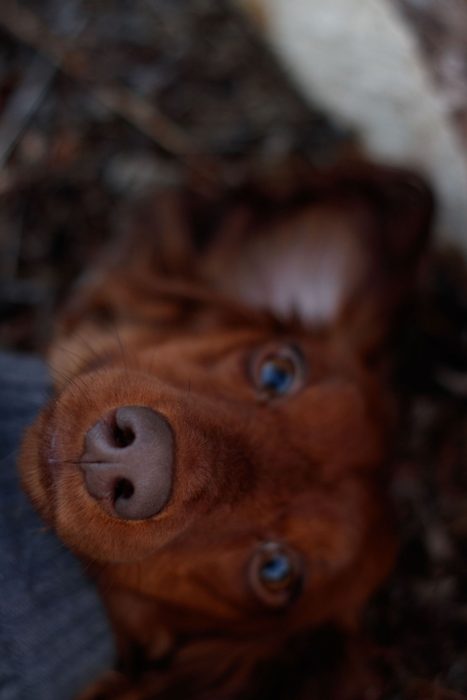 A close-up of a brown dog lying on its back, looking up with blue eyes and a prominent nose.